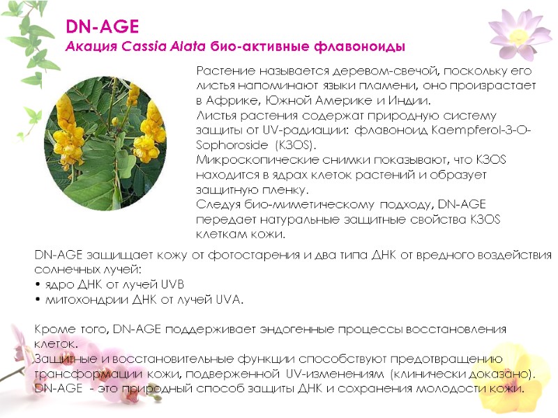 DN-AGE  Акация Cassia Alata био-активные флавоноиды       DN-AGE